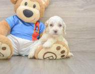 7 week old Cockapoo Puppy For Sale - Windy City Pups