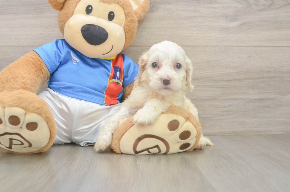 5 week old Cockapoo Puppy For Sale - Windy City Pups