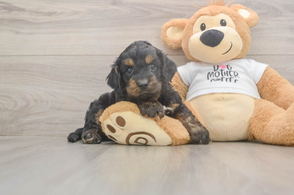 5 week old Cockapoo Puppy For Sale - Windy City Pups