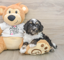 8 week old Cockapoo Puppy For Sale - Windy City Pups