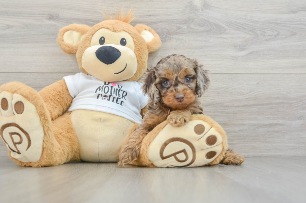 5 week old Cockapoo Puppy For Sale - Windy City Pups