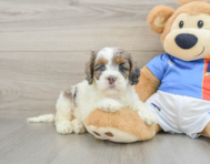 8 week old Cockapoo Puppy For Sale - Windy City Pups
