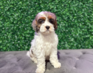 9 week old Cockapoo Puppy For Sale - Windy City Pups