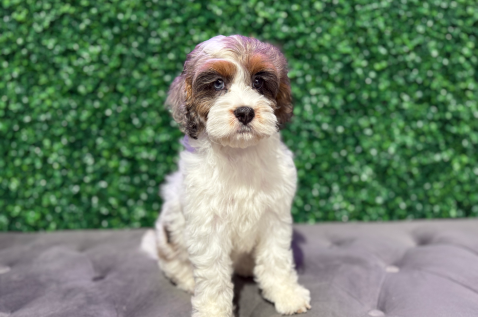10 week old Cockapoo Puppy For Sale - Windy City Pups