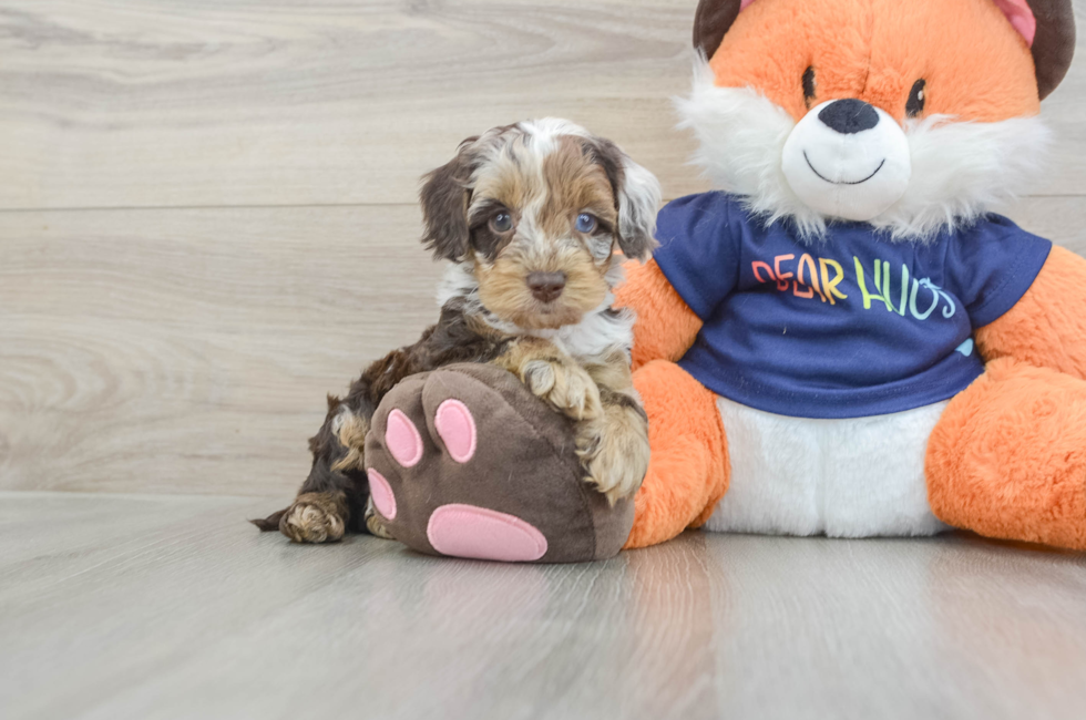 5 week old Cockapoo Puppy For Sale - Windy City Pups