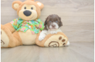 Cockapoo Puppy for Adoption