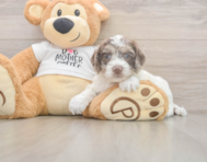 6 week old Cockapoo Puppy For Sale - Windy City Pups