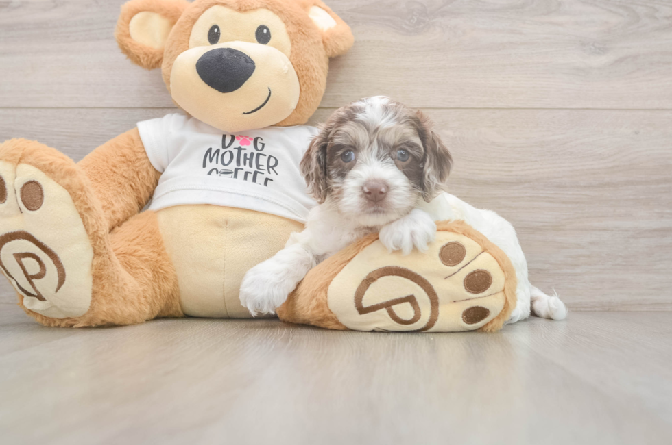 5 week old Cockapoo Puppy For Sale - Windy City Pups