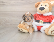 6 week old Cockapoo Puppy For Sale - Windy City Pups