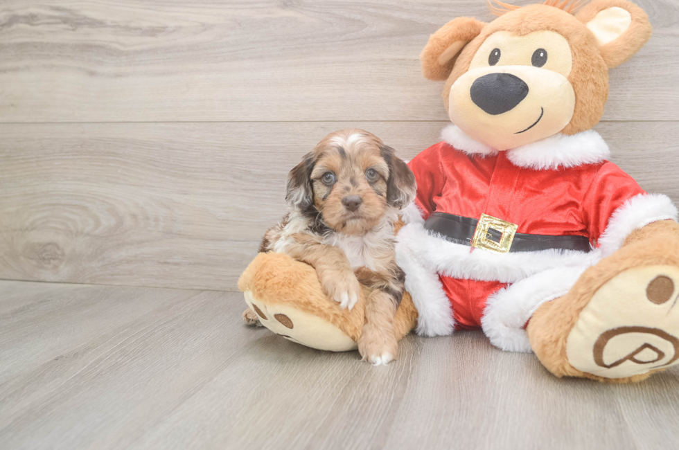 5 week old Cockapoo Puppy For Sale - Windy City Pups