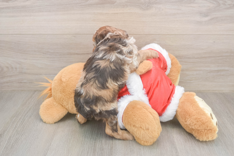Smart Cockapoo Poodle Mix Pup