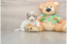 Fluffy Cockapoo Poodle Mix Pup