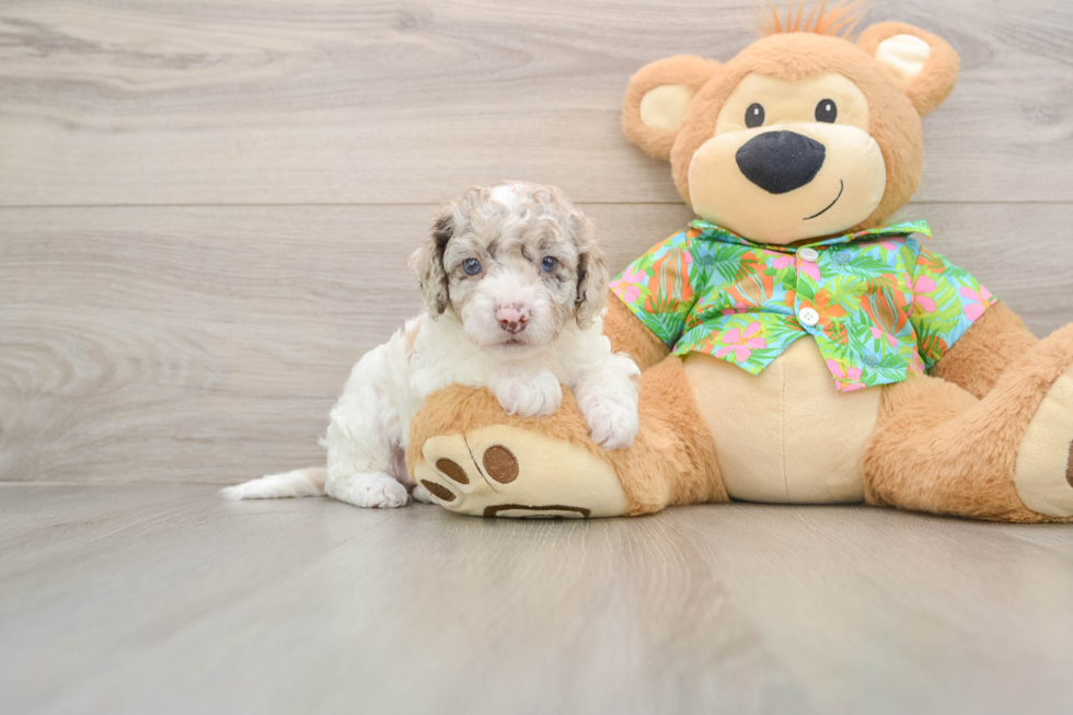 Fluffy Cockapoo Poodle Mix Pup