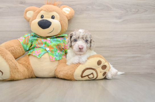 Friendly Cockapoo Baby