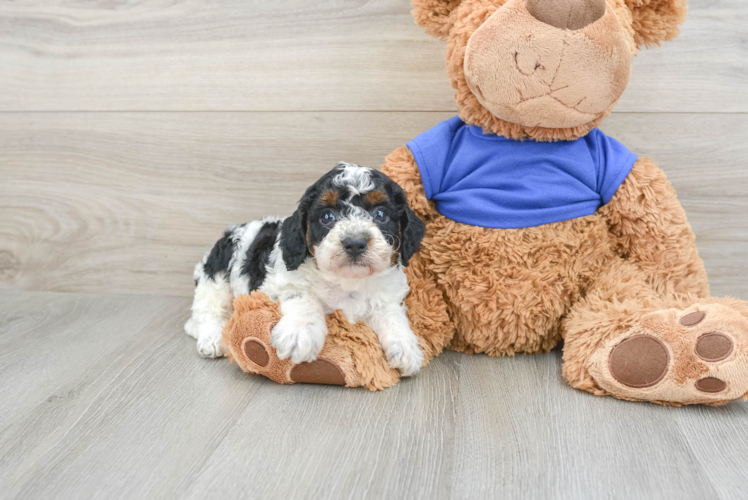 Cockapoo Puppy for Adoption