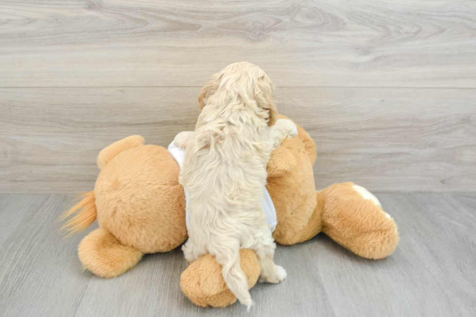 Fluffy Cockapoo Poodle Mix Pup