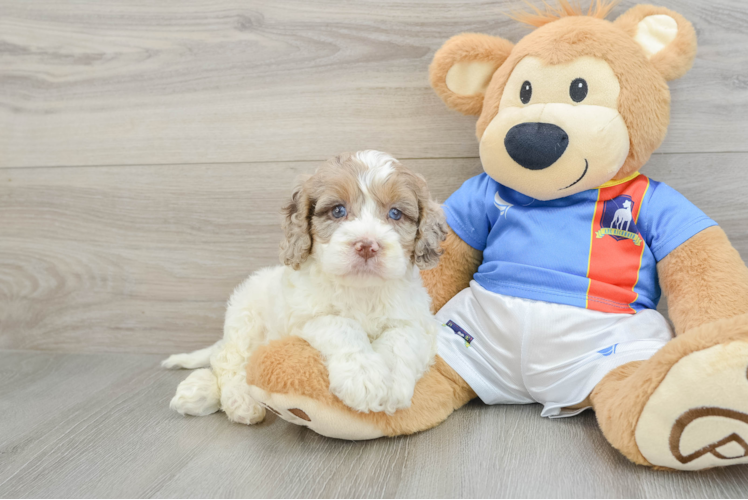 Cockapoo Puppy for Adoption