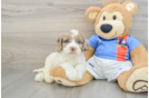 Cockapoo Puppy for Adoption