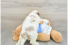 Best Cockapoo Baby