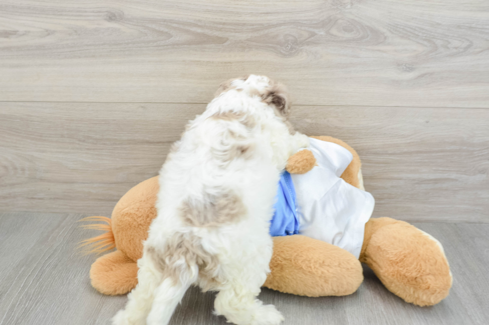 Best Cockapoo Baby