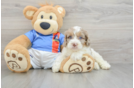 Smart Cockapoo Poodle Mix Pup