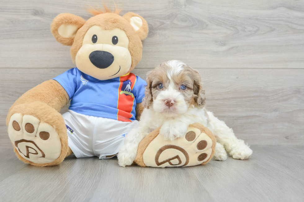 Smart Cockapoo Poodle Mix Pup