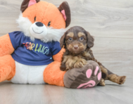 7 week old Cockapoo Puppy For Sale - Windy City Pups