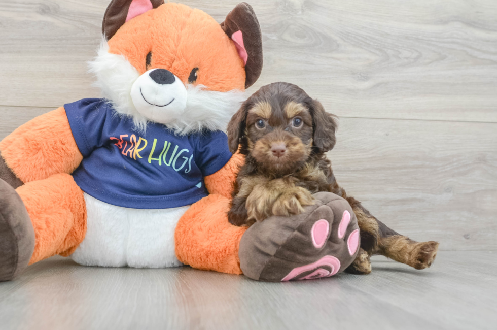 5 week old Cockapoo Puppy For Sale - Windy City Pups