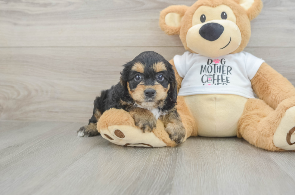 5 week old Cockapoo Puppy For Sale - Windy City Pups