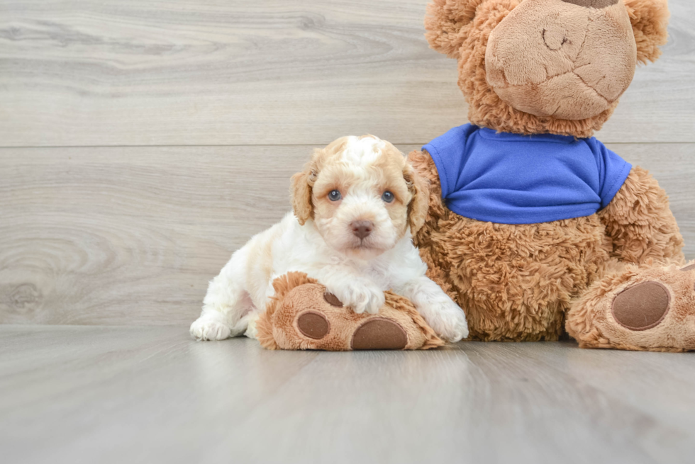 Energetic Cocker Doodle Poodle Mix Puppy