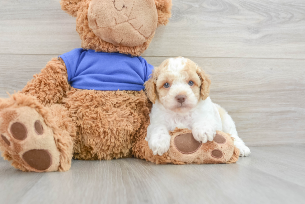 Funny Cockapoo Poodle Mix Pup