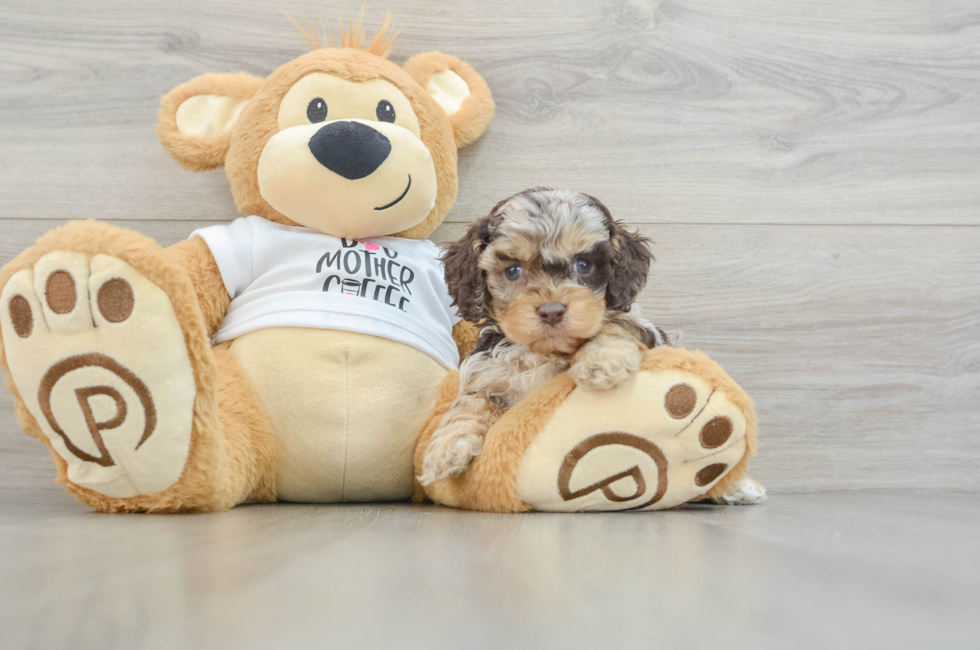 5 week old Cockapoo Puppy For Sale - Windy City Pups