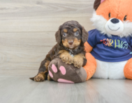 8 week old Cockapoo Puppy For Sale - Windy City Pups