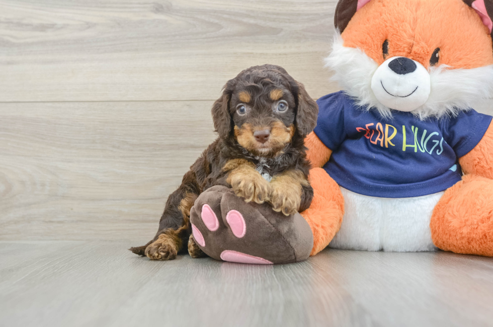 5 week old Cockapoo Puppy For Sale - Windy City Pups