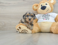 7 week old Cockapoo Puppy For Sale - Windy City Pups