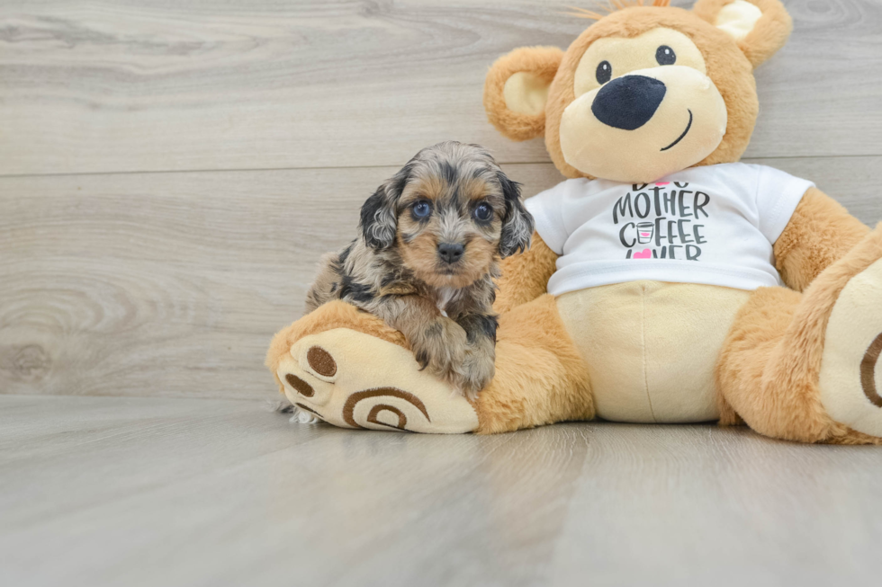 Cockapoo Pup Being Cute