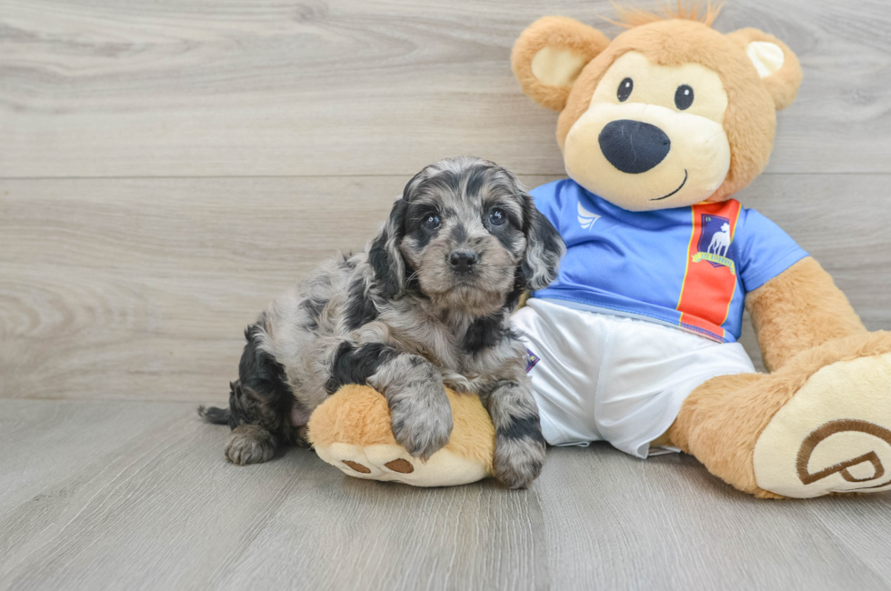 5 week old Cockapoo Puppy For Sale - Windy City Pups