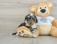 8 week old Cockapoo Puppy For Sale - Windy City Pups