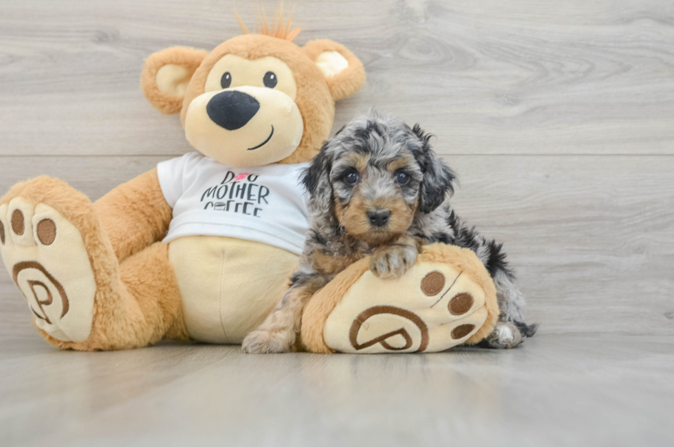 5 week old Cockapoo Puppy For Sale - Windy City Pups