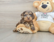 7 week old Cockapoo Puppy For Sale - Windy City Pups