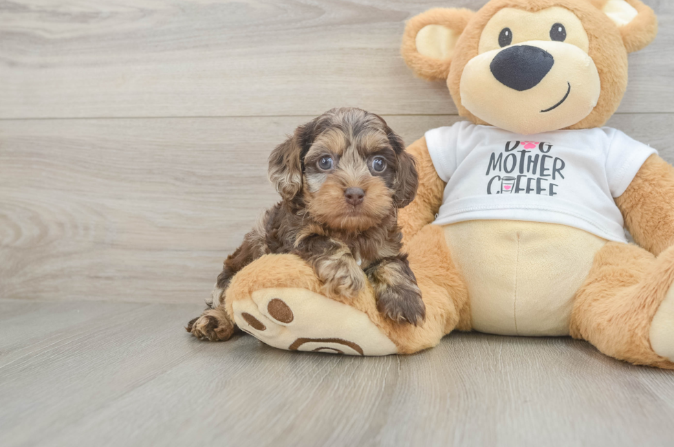 5 week old Cockapoo Puppy For Sale - Windy City Pups