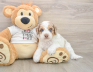 6 week old Cockapoo Puppy For Sale - Windy City Pups