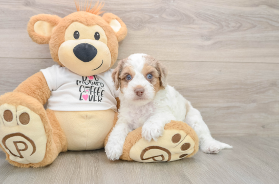 Petite Cockapoo Poodle Mix Pup