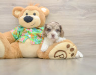 5 week old Cockapoo Puppy For Sale - Windy City Pups