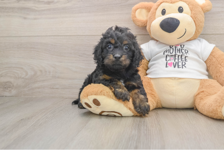 Popular Cockapoo Poodle Mix Pup