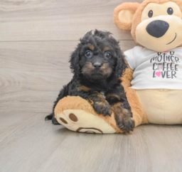 5 week old Cockapoo Puppy For Sale - Windy City Pups
