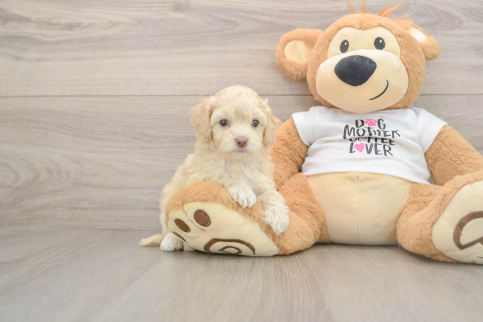 Best Cockapoo Baby
