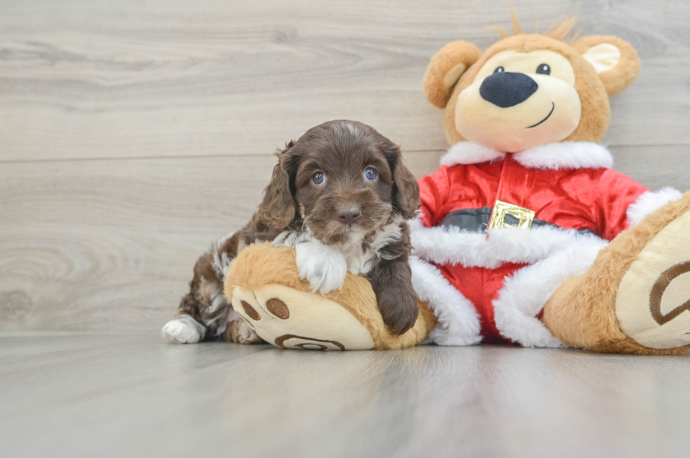 6 week old Cockapoo Puppy For Sale - Windy City Pups