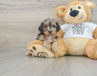 7 week old Cockapoo Puppy For Sale - Windy City Pups