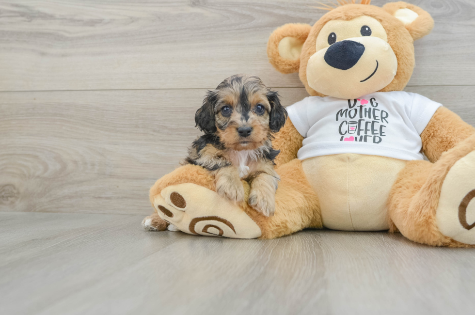 7 week old Cockapoo Puppy For Sale - Windy City Pups